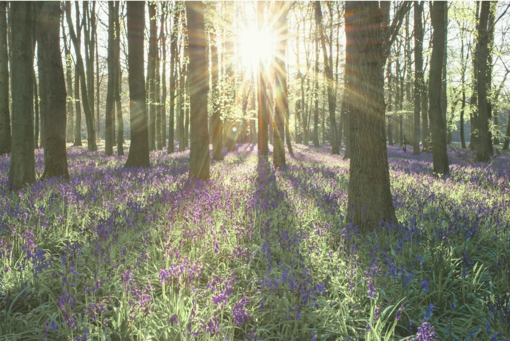 2-Get-There | Lifelong Learning, Global Citizenship, Creative Expression | Hallerbos | Blue bell Forest | Belgium