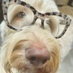 2-Get-There | Lifelong Learning, Global Citizenship, Creative Expression | Lake Roosevelt | Welter Family Dog, Tofu wearing reading glasses